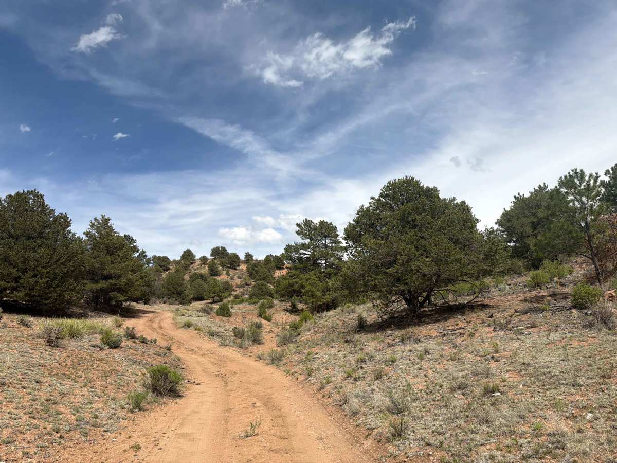 BLM 6161 photo 6