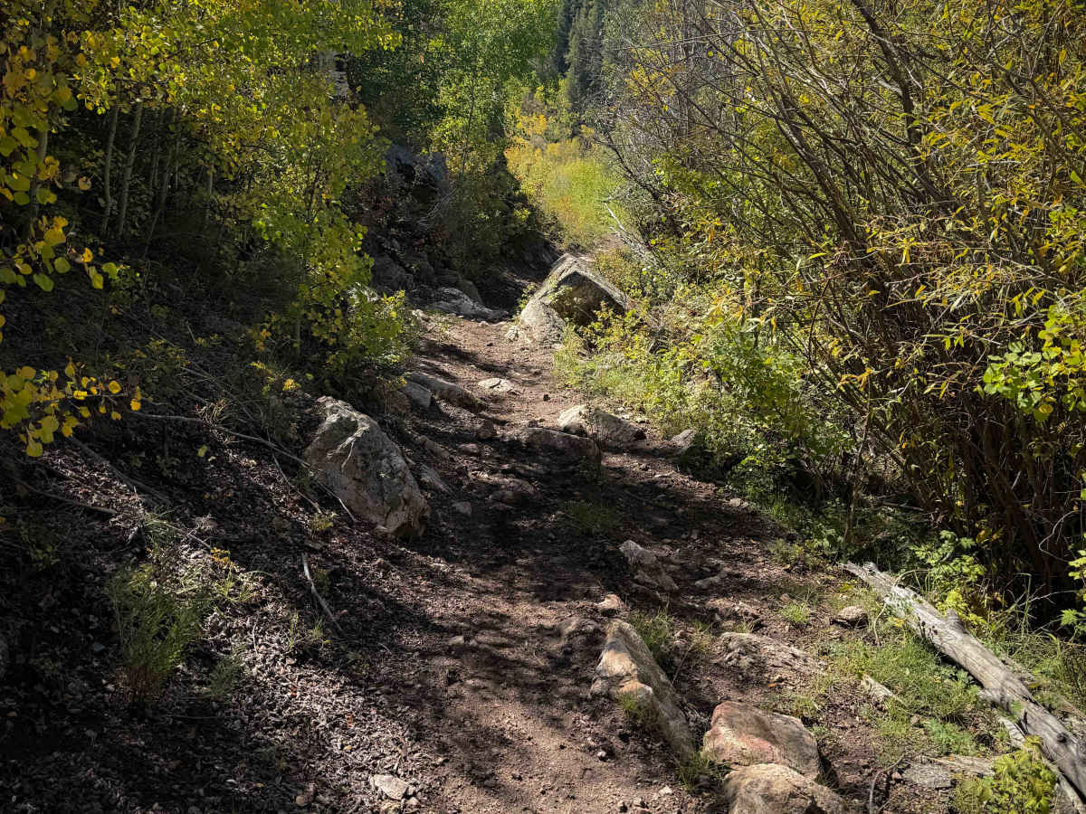 Alder Creek - FS 577  photo 3