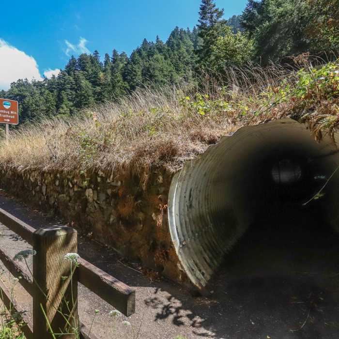 Near Humbug Mountain Trail