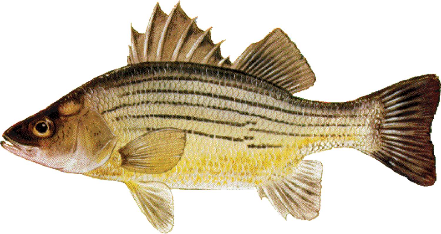 Yellow Bass