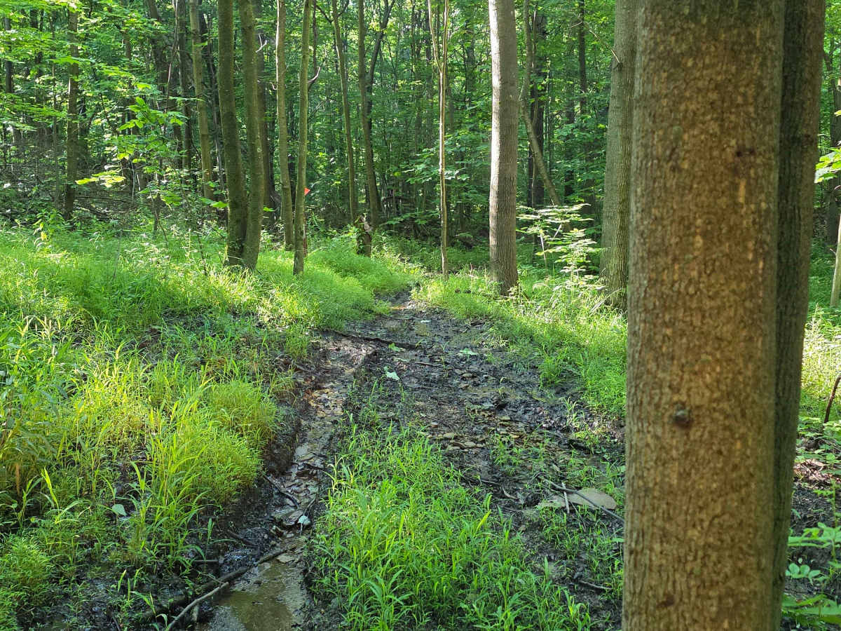 Single Track C3 photo 4