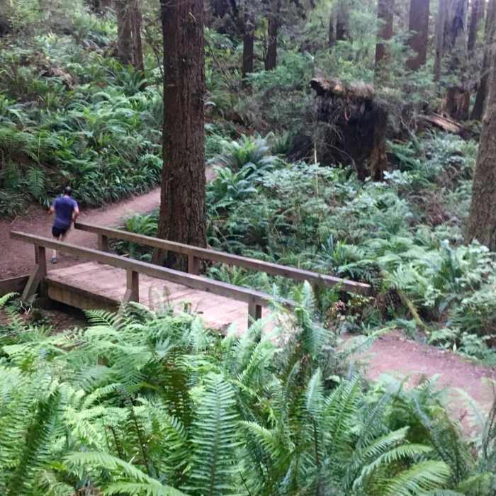 Near Arcata Community Forest Tour