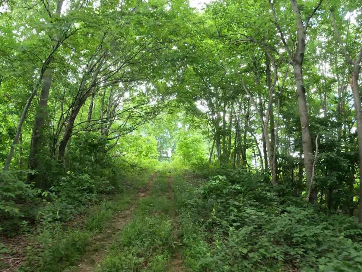 W2B trail photo