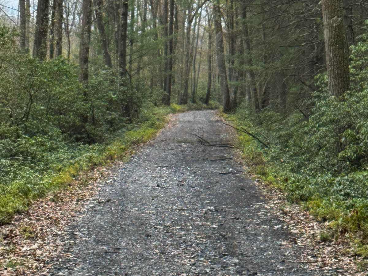 Harrowed Trail photo 6