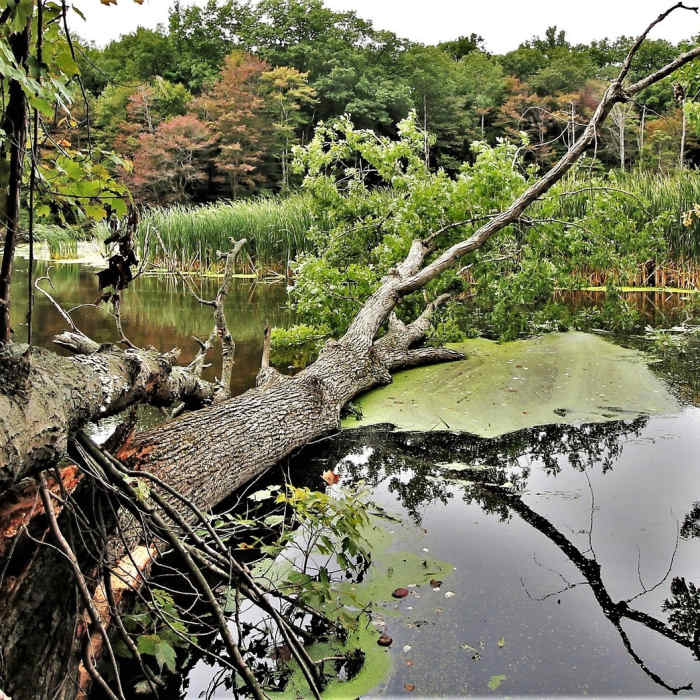 Pigeon River" by Mike Lozon. Photo courtesy of Ottawa County Parks & Recreation. Near Hemlock Loop
