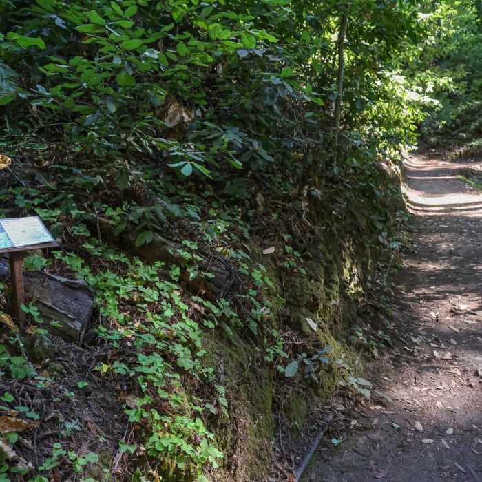 Near Mystery Spot Hiking Trail