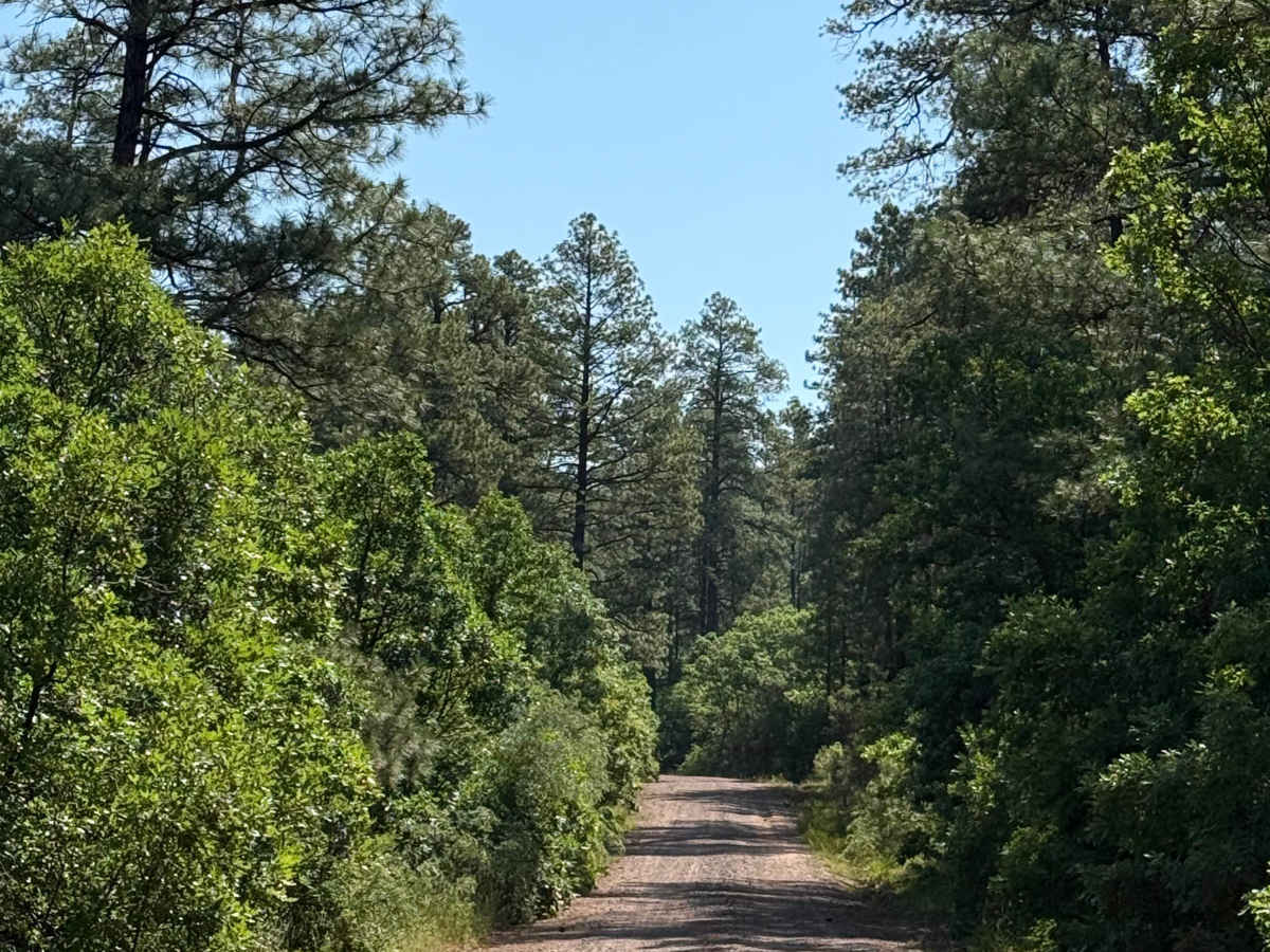West Trail Creek - FR 20 trail photo