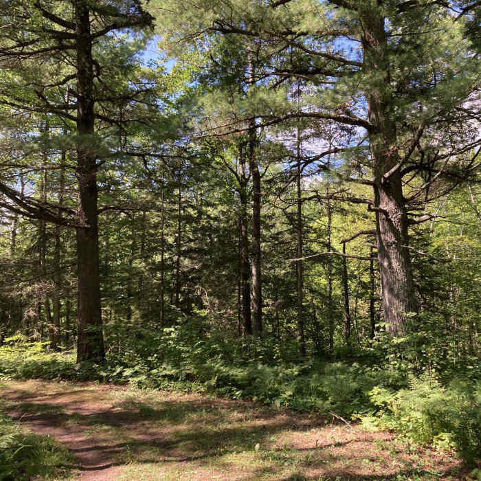 Near White Pine Trail Near White Pine Trail