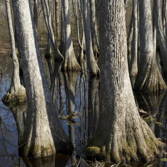 Cypress Trees sitting in swamp water can be seen from the boardwalk. Near Cypress Swamp Nature Trail