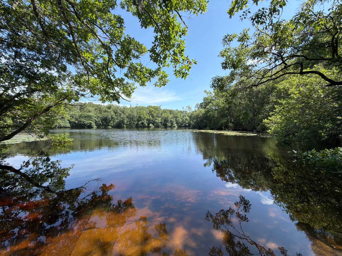 Alligator Swamp - FS 338 trail photo