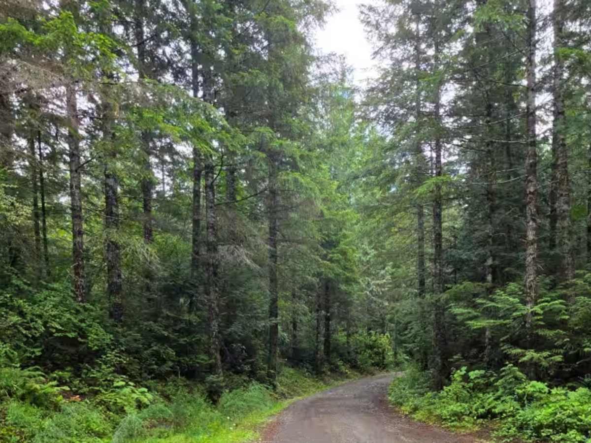 Spencer Creek trail photo