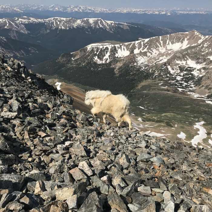 Near Gray's and Torrey's from Loveland Pass (The Loveland Double)