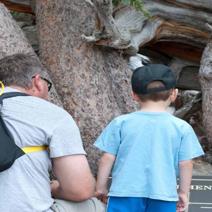 Near Bristlecone Pine Trail