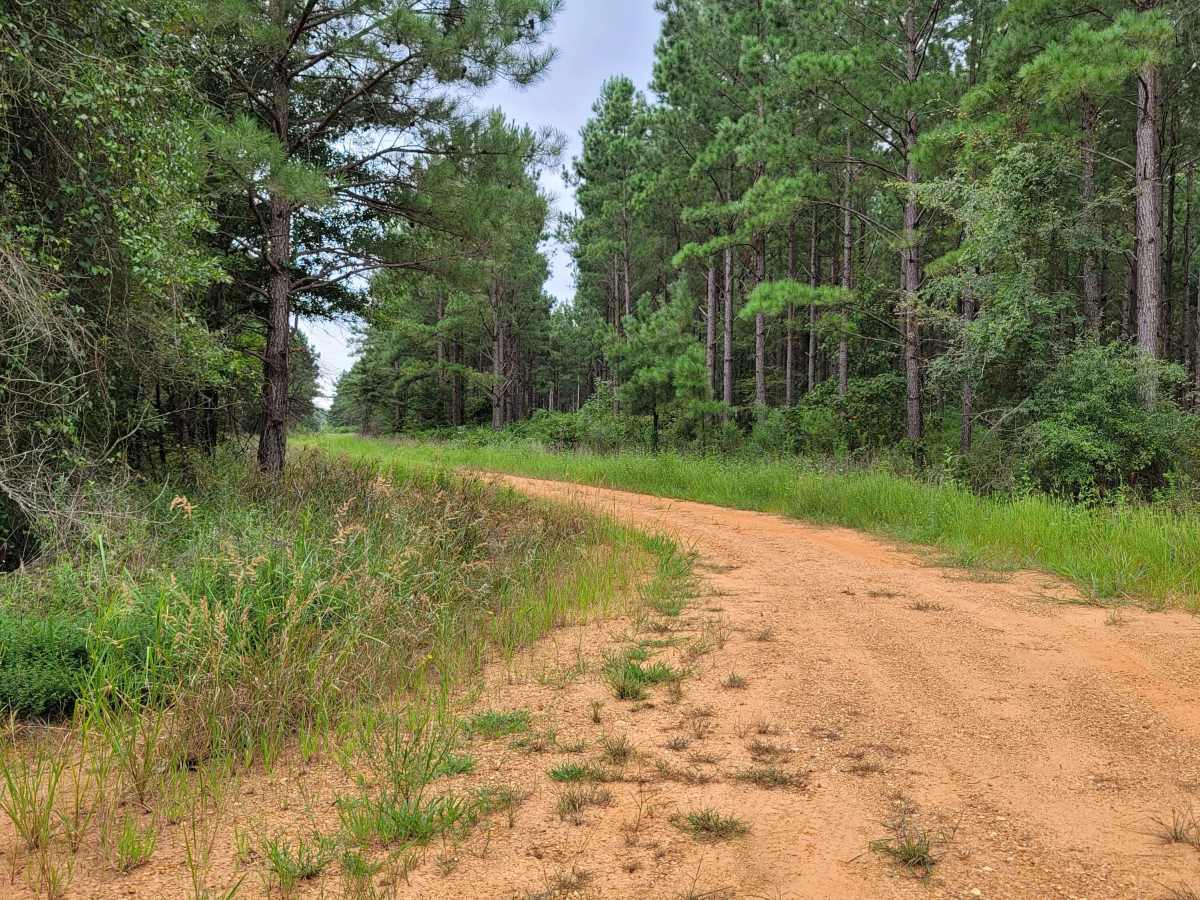 Bois D'Ark WMA from HWY 67 photo 5