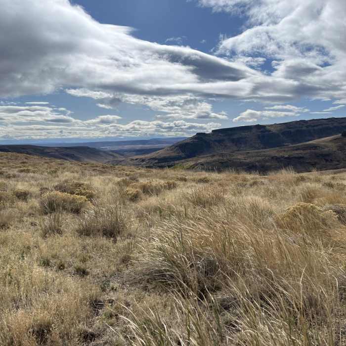 Near Little Whitehorse Road Near Little Whitehorse Road