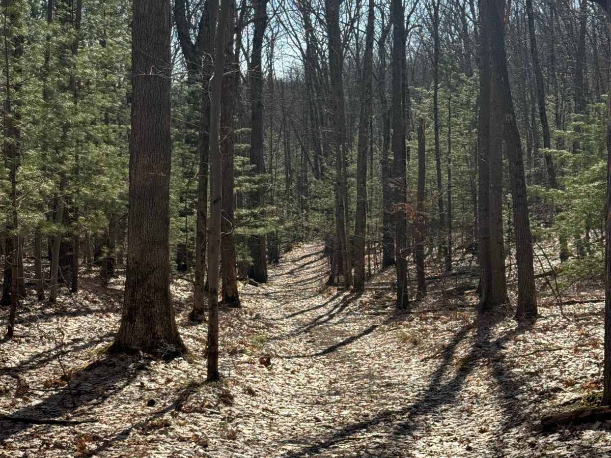 FS 8169 trail photo
