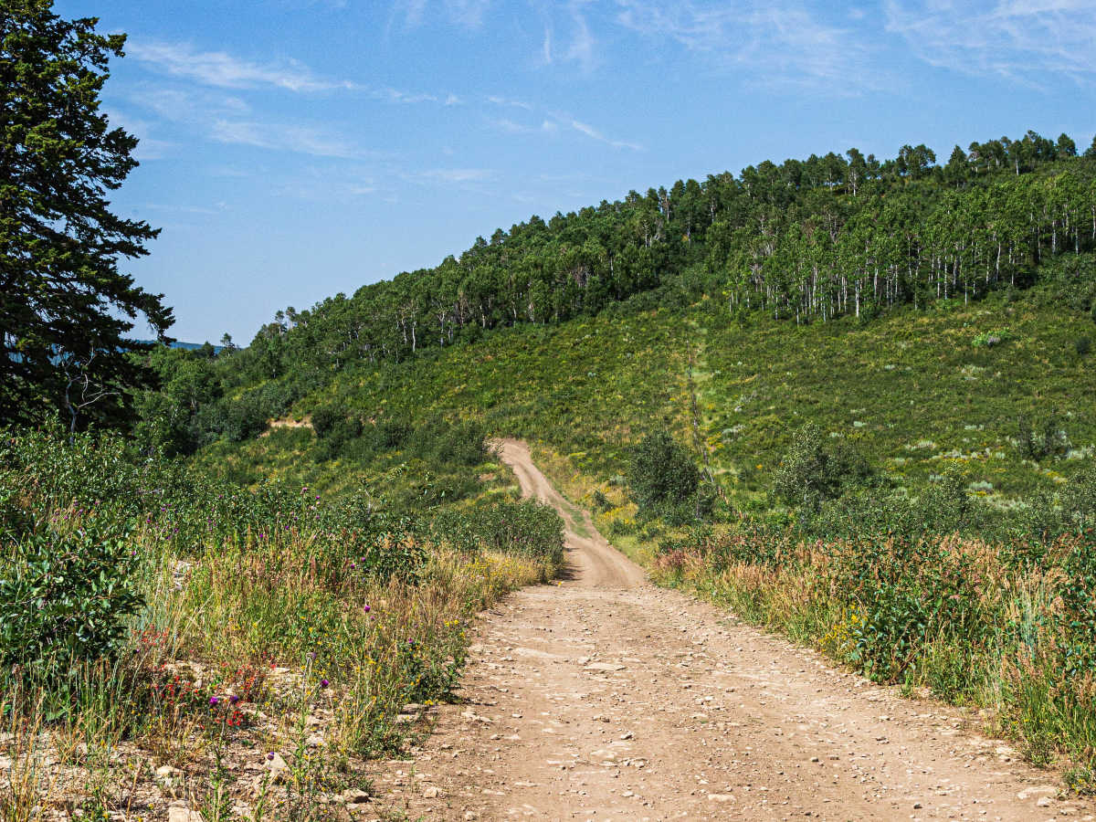 Strawberry Ridge - FS 70518 photo 4