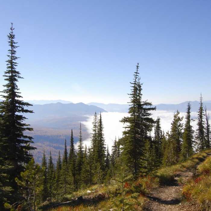 Near Mount Brown Lookout
