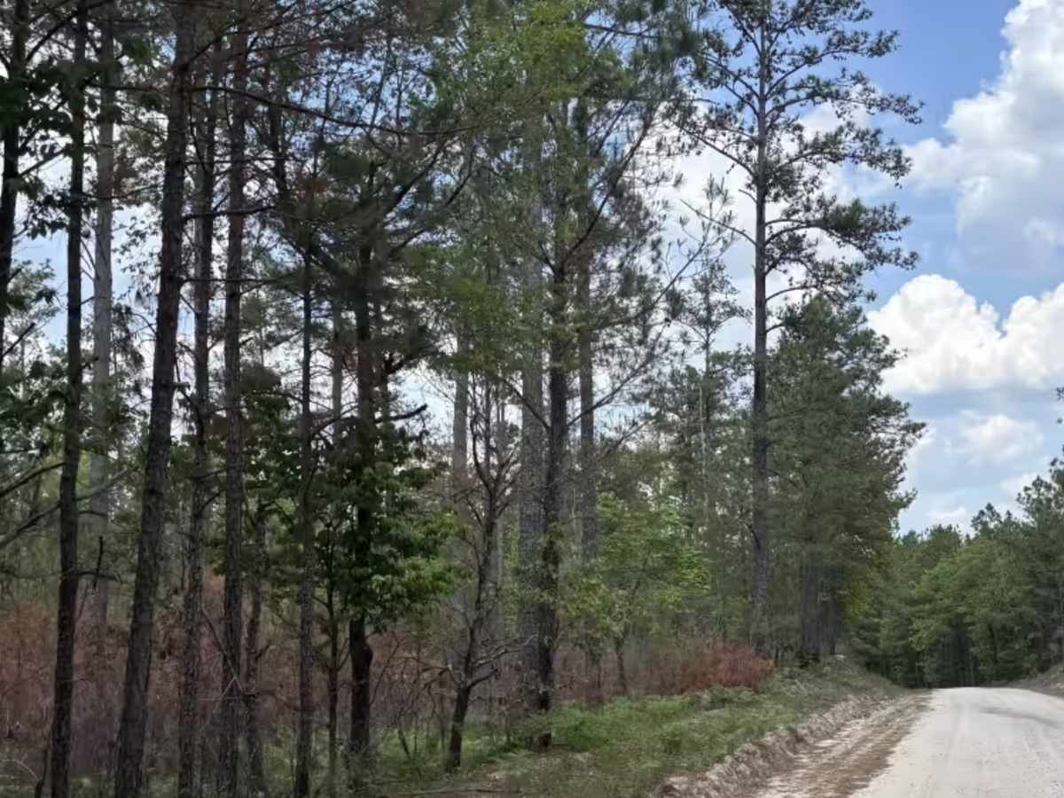 Swift Creek Road  trail photo