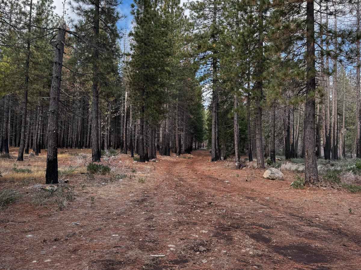 Fork House Road trail photo