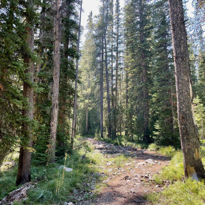 Near Continental Divide Trail: Montana-Idaho Section 11