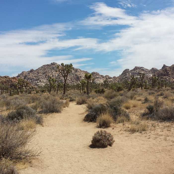 Near Boy Scout Trail