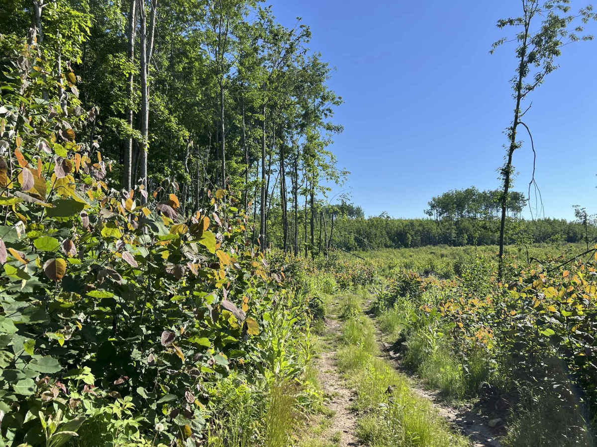 Forest County ATV/ SxS Loop 2 Bypass  photo 3