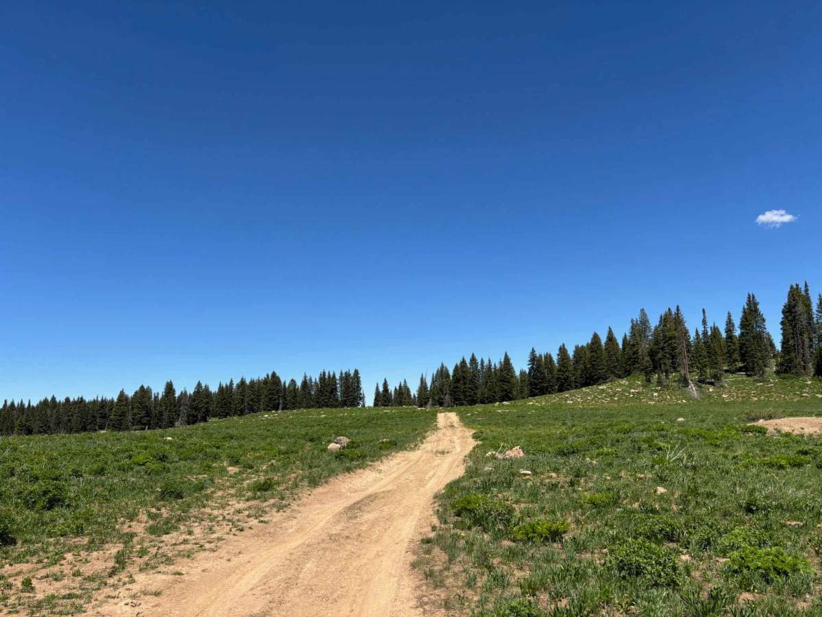 Cattle Guard Road photo 2