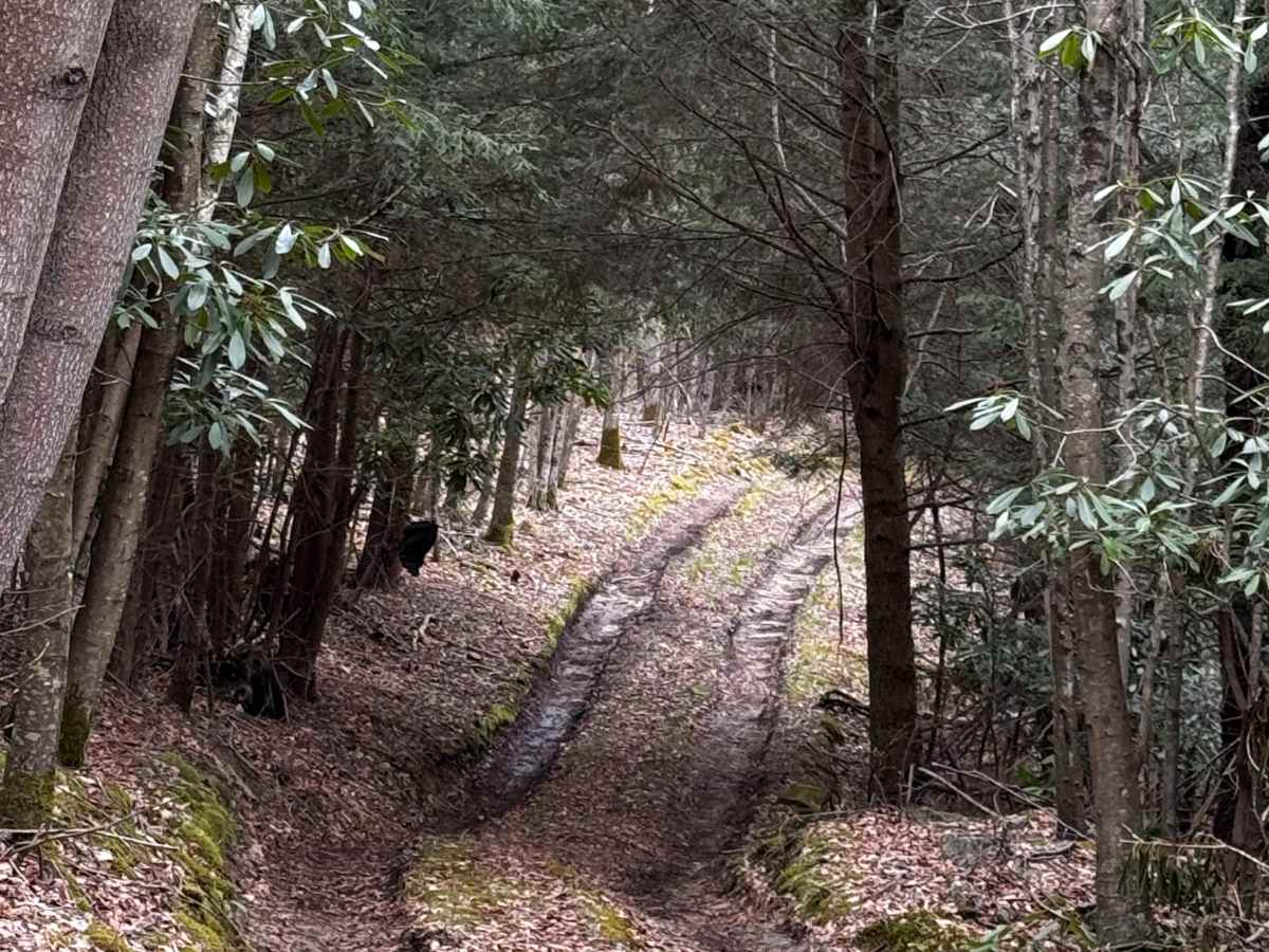 Sprout Springs Trail photo 6