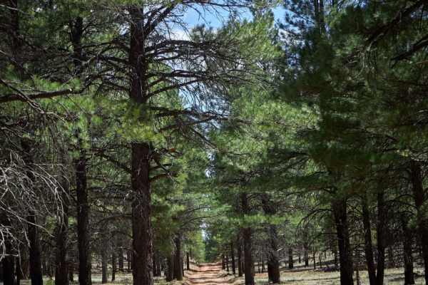 Old 301 Road