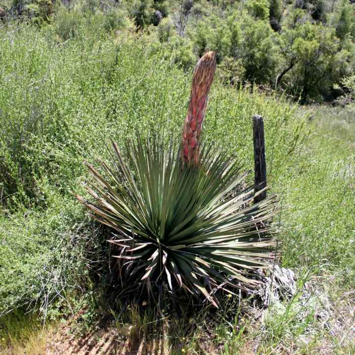 Near Three Sisters Falls