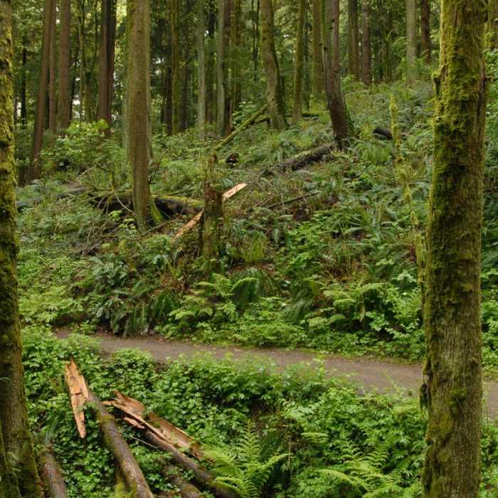 Near Pittock Mansion/Upper Macleay Trail