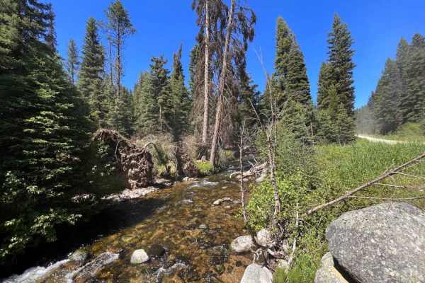 Moose Creek & Trail 40