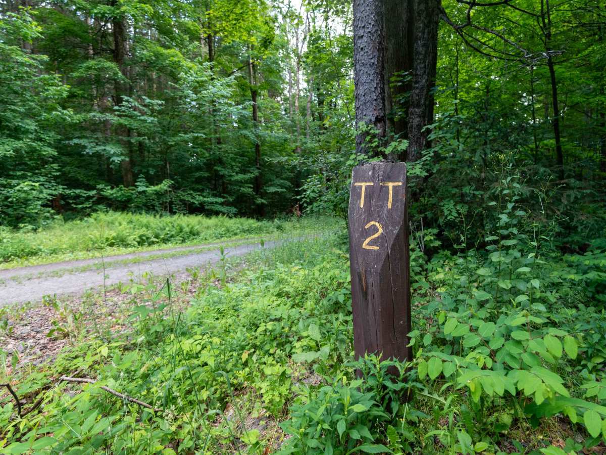 Truck Trail 2 photo 2
