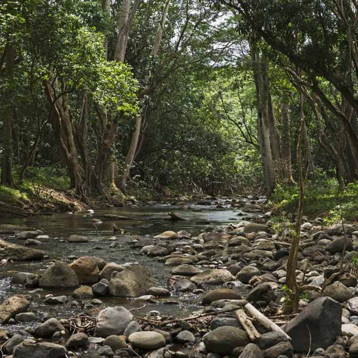 Near Ho'opi'i Falls Trail