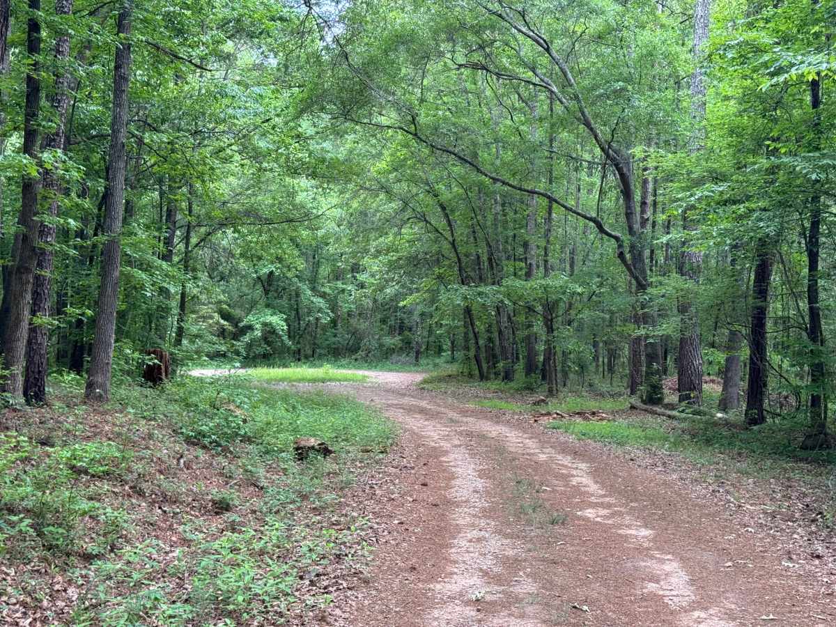 Watson Spring - FS 1202 photo 3