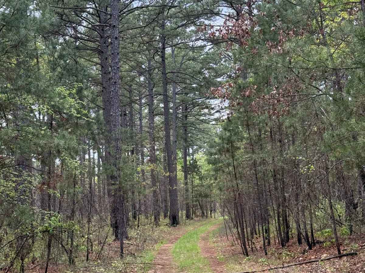 Shortcut Central trail photo