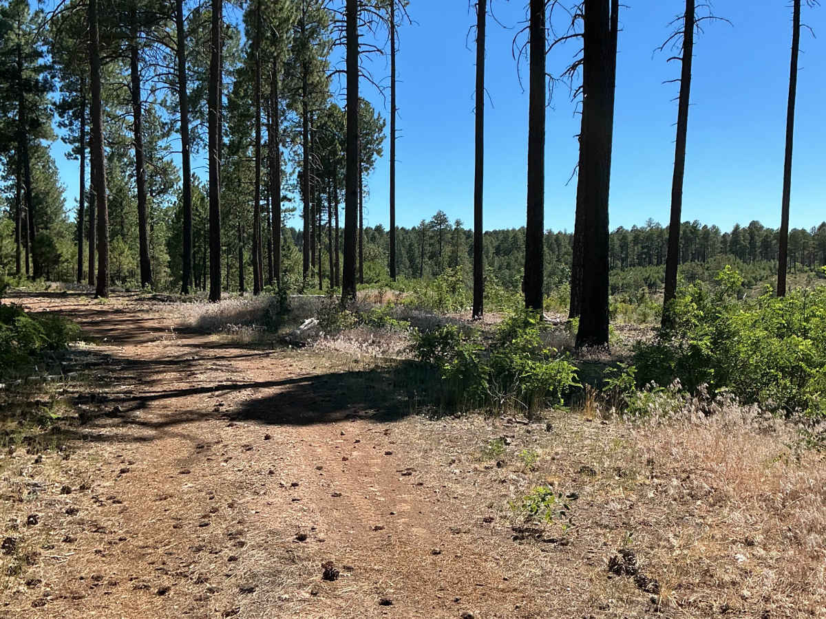 FS 9387B trail photo
