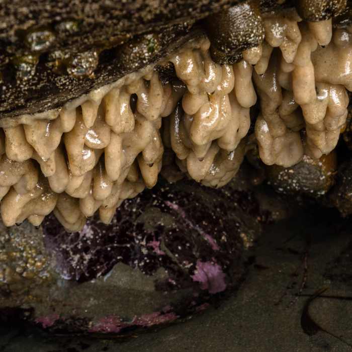 Near Pinnacle Gulch - Shorttail Gulch Trail Loop