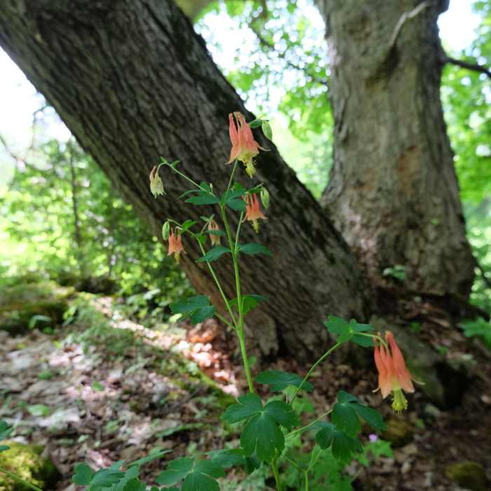 Wildflowers Near Split Rock Narrows Trail