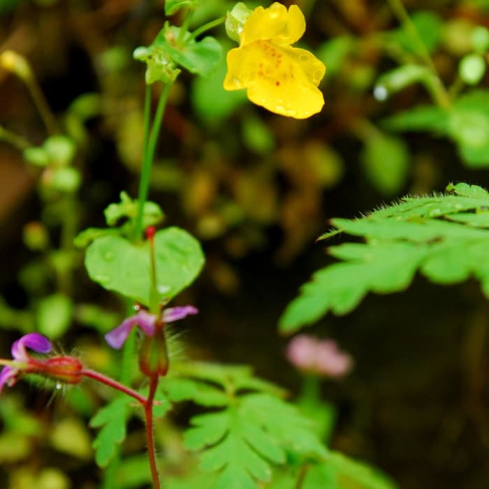 Near Wahclella Falls Hike