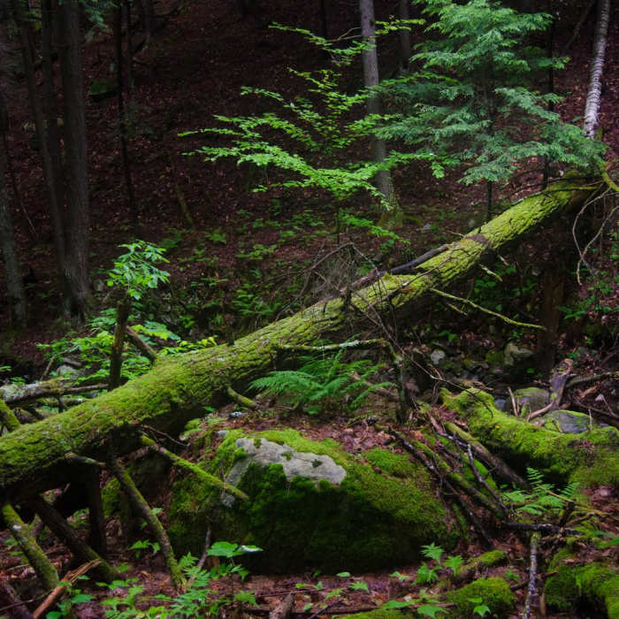 Near Mossy Cascade Near Mossy Cascade