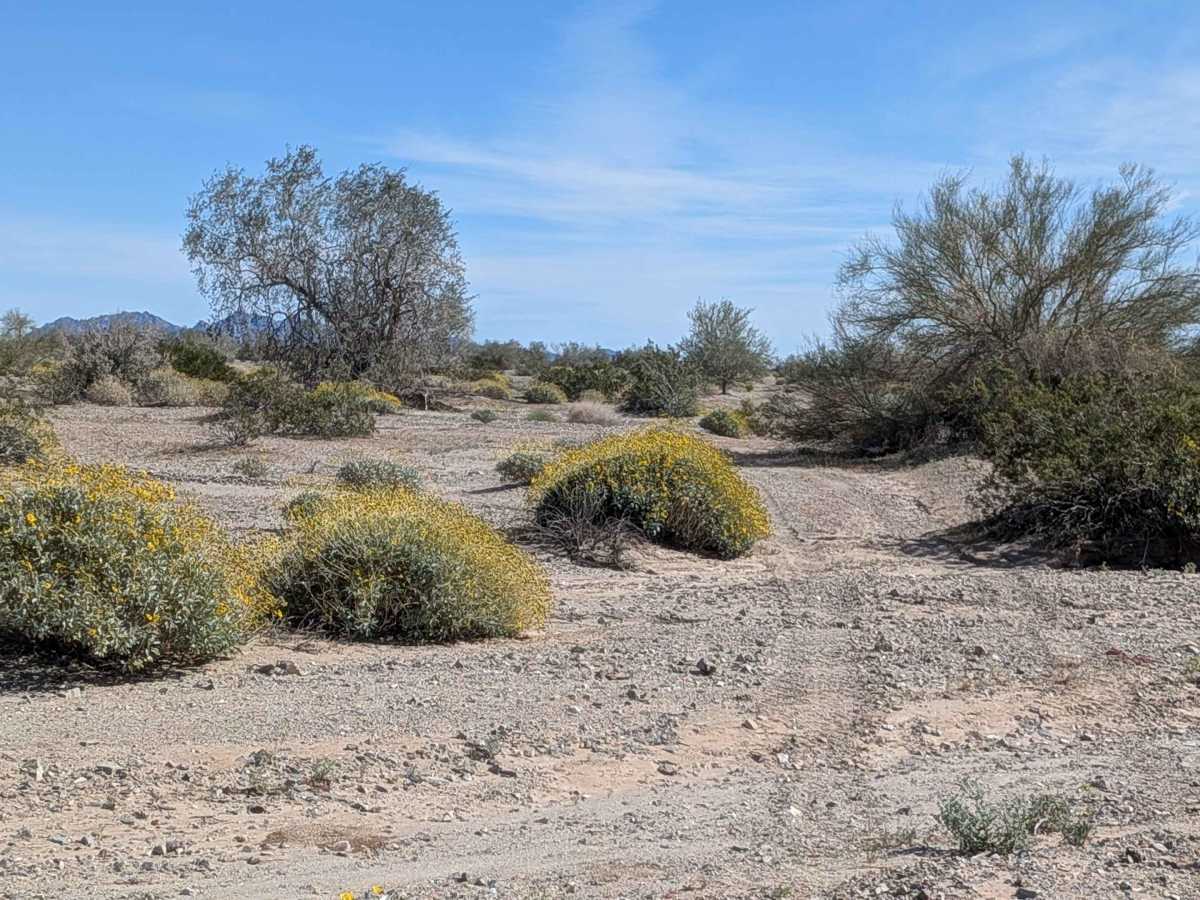 BLM 618 photo 5