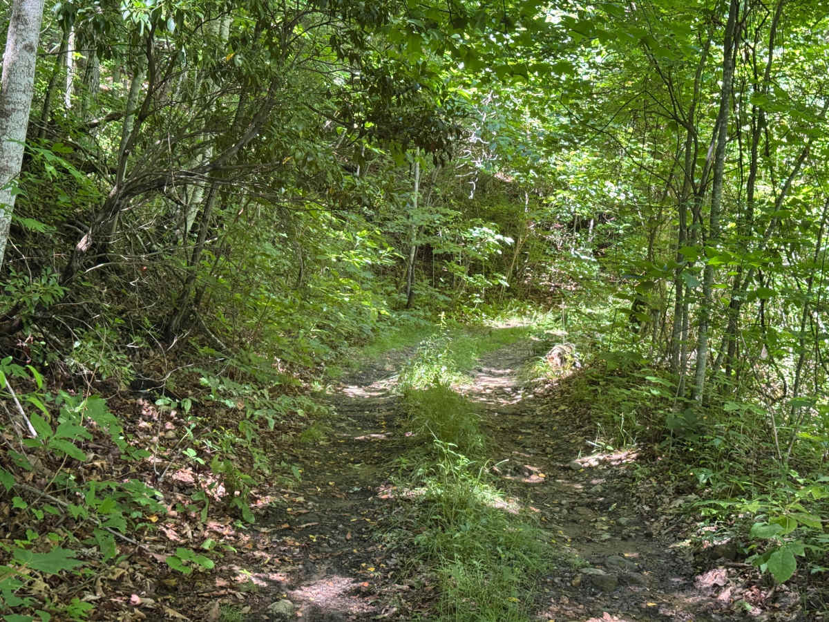 Piney Mountain Flats - FS 4666 (Rough Butt) trail photo