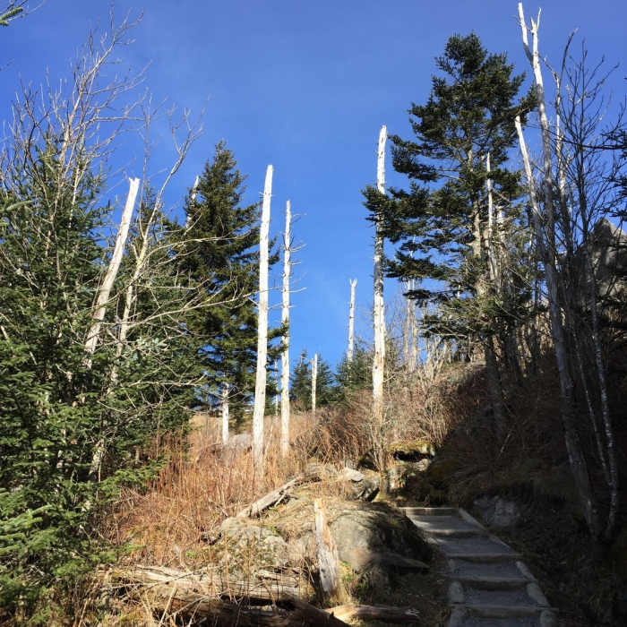 The final push as you near the Clingmans Dome Parking Lot. You can see the dead fir trees, victims of the sap sucking balsam woolly adelgid. Near Kuwohi (fka Clingmans Dome)