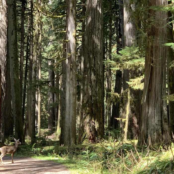 Near Carbon River Trail