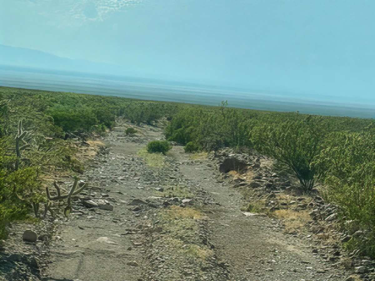 SS1156 photo 4