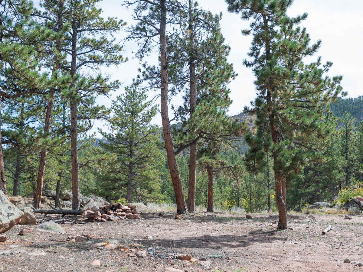 Forest Service Road 181A photo 5
