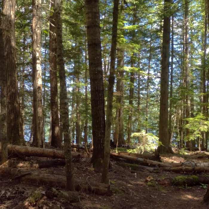 Upper Priest Lake is seen through the trees, as one heads down Plowboy Camp Spur from Navigation Trail. Near Plowboy Mountain Navigation Loop