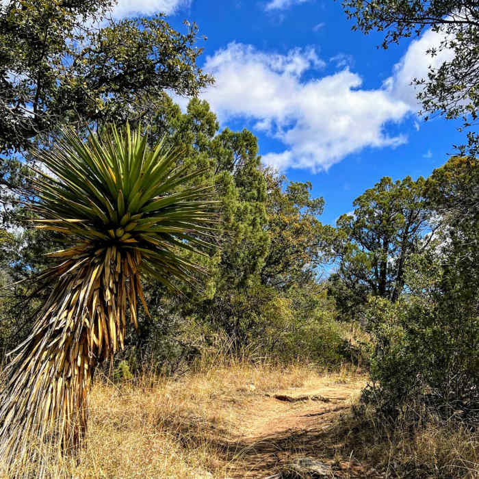 Near Tanque Verde to Mica Mountain
